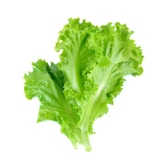Lettuce