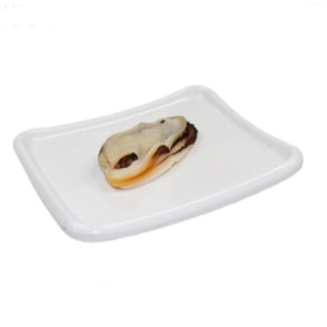 Mussel Sashimi (6 pcs)